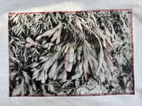 White oversize cotton tshirt with katagami embrodied photography of algues